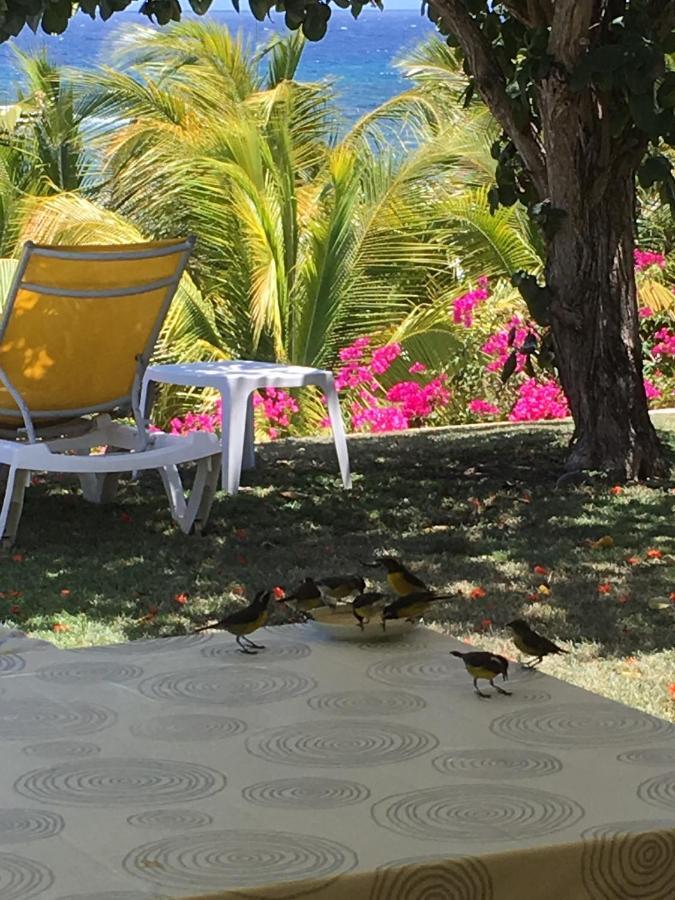 Villa Guadeloupe Saint Francois Acces Mer Piscine Iguana Bay - Villa Zagadi Экстерьер фото